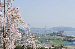 花見山の写真