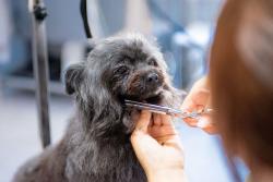 dog care salon charmerの写真