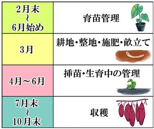 鳴門金時の成長