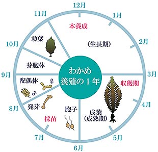 鳴門わかめの成長