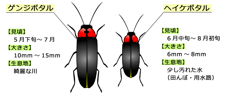 ゲンジボタルとヘイケボタルの違い
