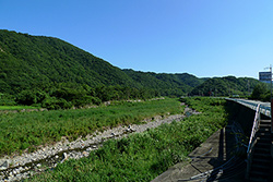 折野川のホタル