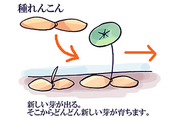 れんこんの成長