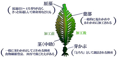 わかめの食べる部位